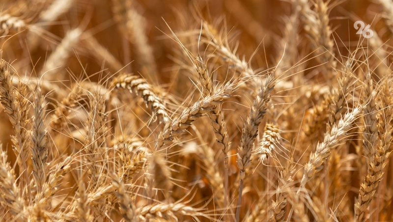 1,5 млн тонн растениеводческой продукции со Ставрополья отправили в 36 стран
