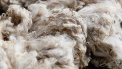 Овцеводы Ставрополья получили 2,4 тыс. тонн шерсти 
