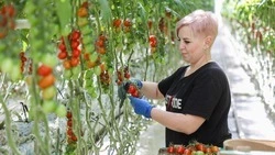 На Ставрополье нарастили производство тепличных овощей на 7%