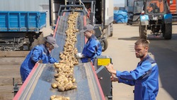 Комплекс по фасовке картофеля построят в Петровском округе в 2024 году