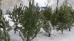 Экоакция по утилизации новогодних елей стартовала в Кисловодске