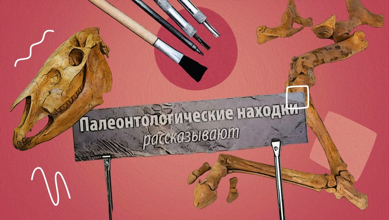 Скакала по берегу моря 8 миллионов лет назад: как трёхпалая лошадь попала в ставропольский музей 
