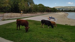 «Это вам не пастбище»: мэр Кисловодска выразил негодование по поводу выпаса скота на Старом озере 