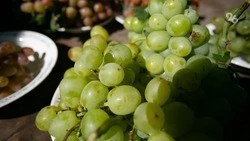 Около 16 га виноградников заложат в трёх округах Ставрополья