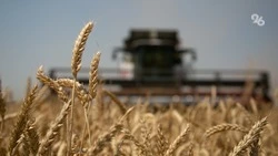 На полях Ставрополья зреет хороший урожай озимых — глава краевого минсельхоза