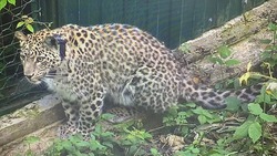 В Северной Осетии вновь выпустят в природу переднеазиатских леопардов