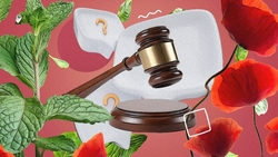 Не пострадать за мяту и шалфей: ставропольцам объяснили, за выращивание каких растений грозит наказание