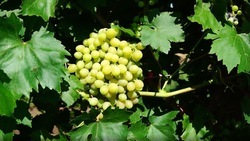 Первый в СКФО органический виноград сертифицировали на Ставрополье