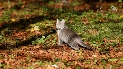 Автоинспектор спасла котёнка в Железноводске и вернула его семилетнему хозяину