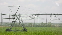 На Ставрополье от саранчи обработали 74,6 тыс. га сельхозтерриторий