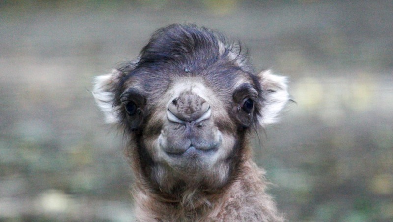 Имя новорождённому верблюжонку смогут выбрать посетители зоопарка в Ставрополе
