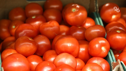 Помидоры в Ставропольском крае подорожали за неделю до 140 руб./кг
