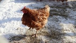 Разведением кур занимается житель Ставрополья благодаря соцконтракту 