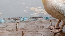 Стаю белых гусей выгуляли в центре Ставрополя