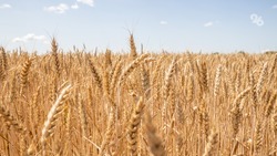 Ставрополье удерживает третье место в России по сбору зерновых