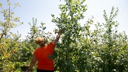 Школьные сады создадут по губернаторской программе в Труновском округе