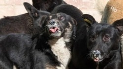 Моральный вред компенсируют ребёнку, которого укусила собака в Труновском округе