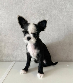 Ставропольчанка продавала дворняжек, выдавая их за щенков породы мальтипу