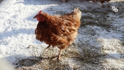 Гибель сельскохозяйственной птицы зафиксировали в Апанасенковском округе