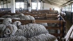 Малоимущим и многодетным семьям в Ингушетии подарят более 5 тыс. овец на праздник