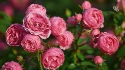 Больше 5 млн роз завезли на Ставрополье в 2022 году из соседней страны