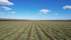 В Кировском округе проводят весенний сев на 33,6 тыс. га