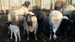 Крупный овцеводческий комплекс строят в Предгорье