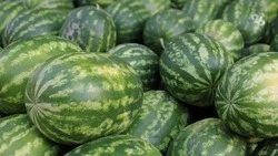 Уборка бахчевых культур завершилась в Предгорном округе Ставрополья
