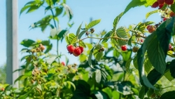 Малинник площадью более 2 га появился на Ставрополье