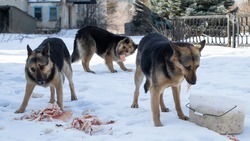 Более 300 животных выбрасывают на улицы Ставрополя каждый месяц