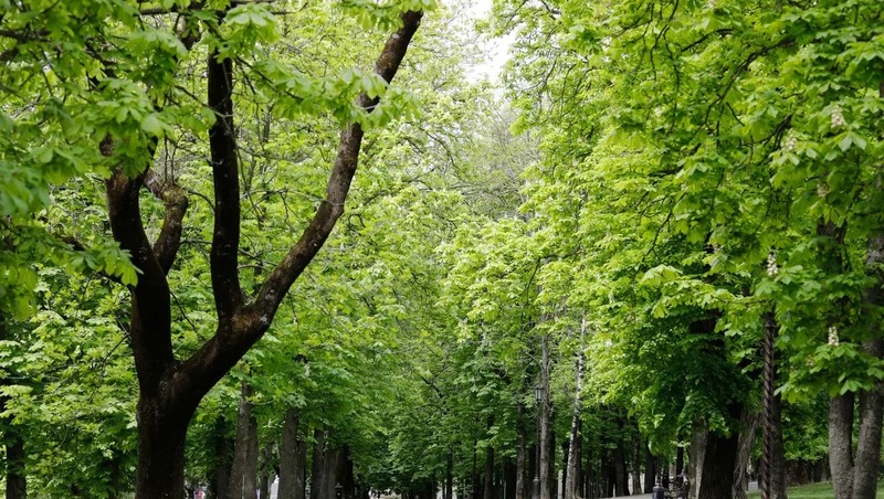 За прошлый год на Ставрополье высадили более 100 тысяч деревьев и кустарников