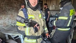 Чёрного кролика спасли пожарные из горящей квартиры в Махачкале