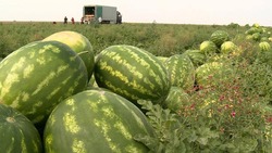 Свыше 1,3 тыс. тонн арбузов собрали с начала сезона на Ставрополье