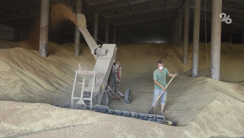 Школьники Ставрополья работают в сельхозпредприятиях края на каникулах