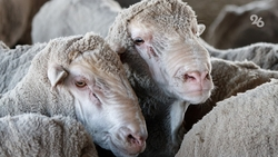 Почти 300 овец застряли в солончаках в Дагестане