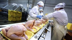 Предприятие по переработке мяса птицы построят на Ставрополье до конца 2024 года