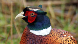 Браконьера, похваставшегося убитым фазаном на Youtube, оштрафовали на Ставрополье