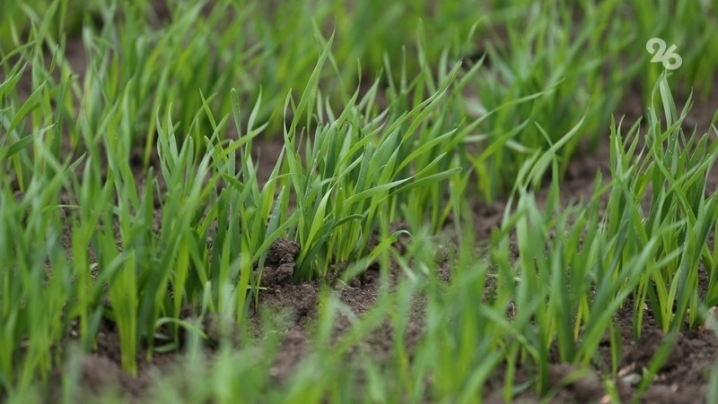 На Ставрополье ранние посевы озимых культур в хорошем состоянии — минсельхоз