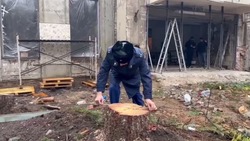 Прокуратура начала проверку из-за срубленных голубых елей в Пятигорске