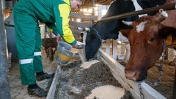 Минсельхоз Ставрополья начал приём заявок на субсидирование производства молока 