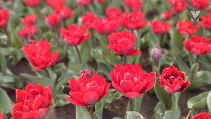 Тюльпаны распустились в парке Цветник в Пятигорске