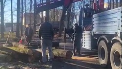 На территории «Дубовой рощи» в Ставрополе собираются вырубить 113 деревьев