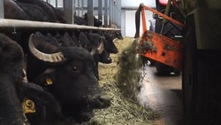 Преимущества содержания буйволов назвал ветеринар на Ставрополье
