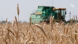 В девяти округах Ставрополья полностью завершили уборку зерновых и бобовых культур