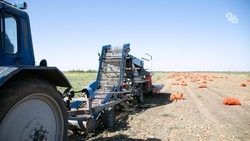 Объём сельхозпроизводства на Ставрополье в 2023 году составит 278 млрд рублей