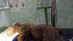 Раненого медвежонка спасли в Северной Осетии