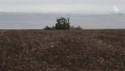 На Ставрополье под кукурузу в 2025 году отвели более 132 тыс. га сельхозугодий