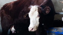 Фермер из Северной Осетии «получил» 230 тонн говядины с одной коровы