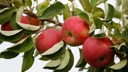 В Кировском округе завершают закладку 17 суперинтенсивных яблоневых садов