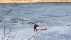 Жители Железноводска спасли тонущую в озере собаку